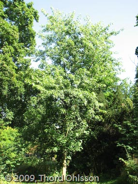 Acer saccharinum